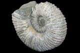 Douvilleiceras (Tractor) Ammonite - Massive lbs! #81862-2